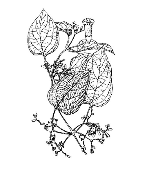 Natural compounds from  Paederia foetida